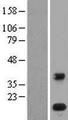 PLA2G1B Protein - Western validation with an anti-DDK antibody * L: Control HEK293 lysate R: Over-expression lysate