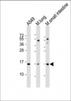 PLA2G2A / SPLA2 Antibody - All lanes: Anti-PLA2G2A Antibody (N-Term) at 1:2000 dilution. Lane 1: A549 whole cell lysate. Lane 2: mouse lung lysate. Lane 3: mouse small intestine lysate Lysates/proteins at 20 ug per lane. Secondary Goat Anti-Rabbit IgG, (H+L), Peroxidase conjugated at 1:10000 dilution. Predicted band size: 16 kDa. Blocking/Dilution buffer: 5% NFDM/TBST.