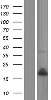 PLA2G2A / SPLA2 Protein - Western validation with an anti-DDK antibody * L: Control HEK293 lysate R: Over-expression lysate