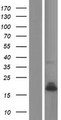 PLA2G2A / SPLA2 Protein - Western validation with an anti-DDK antibody * L: Control HEK293 lysate R: Over-expression lysate