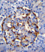 PLA2G2D Antibody - PLA2G2D Antibody immunohistochemistry of formalin-fixed and paraffin-embedded human pancreas tissue followed by peroxidase-conjugated secondary antibody and DAB staining.