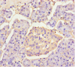 PLA2G2D Antibody - Immunohistochemistry of paraffin-embedded human pancreatic tissue using PLA2G2D Antibody at dilution of 1:100
