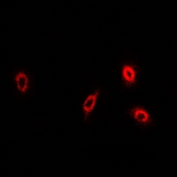 PLA2G2D Antibody - Immunofluorescent analysis of sPLA2-IID staining in U2OS cells. Formalin-fixed cells were permeabilized with 0.1% Triton X-100 in TBS for 5-10 minutes and blocked with 3% BSA-PBS for 30 minutes at room temperature. Cells were probed with the primary antibody in 3% BSA-PBS and incubated overnight at 4 deg C in a humidified chamber. Cells were washed with PBST and incubated with a DyLight 594-conjugated secondary antibody (red) in PBS at room temperature in the dark.