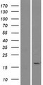 PLA2G2E Protein - Western validation with an anti-DDK antibody * L: Control HEK293 lysate R: Over-expression lysate