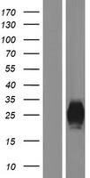 PLA2G2F Protein - Western validation with an anti-DDK antibody * L: Control HEK293 lysate R: Over-expression lysate