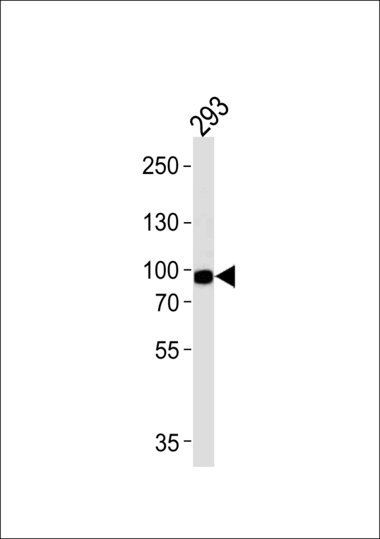PLA2G4A Antibody - Western blot of lysate from 293 cell line, using PLA2G4A Antibody. Antibody was diluted at 1:1000 at each lane. A goat anti-rabbit IgG H&L (HRP) at 1:5000 dilution was used as the secondary antibody. Lysate at 35ug.
