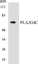 PLA2G4C Antibody - Western blot analysis of the lysates from HeLa cells using PLA2G4C antibody.