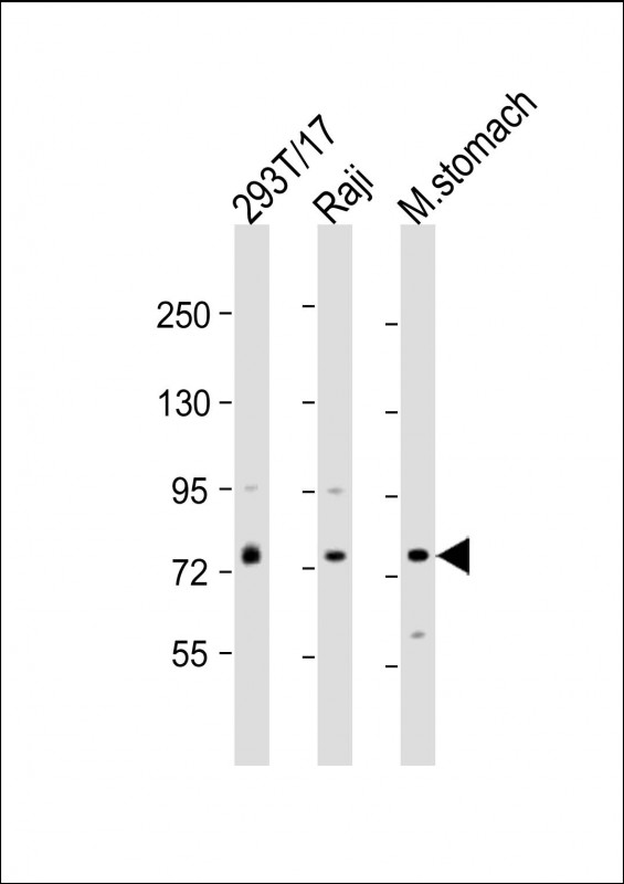 PLA2G4F Antibody - All lanes: Anti-PLA2G4F Antibody (Center) at 1:2000 dilution Lane 1: 293T/17 whole cell lysate Lane 2: Raji whole cell lysate Lane 3: mouse stomach lysate Lysates/proteins at 20 µg per lane. Secondary Goat Anti-Rabbit IgG, (H+L), Peroxidase conjugated at 1/10000 dilution. Predicted band size: 95 kDa Blocking/Dilution buffer: 5% NFDM/TBST.