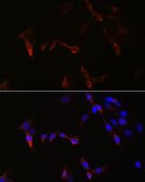 PLA2G5 Antibody - Immunofluorescence analysis of NIH/3T3 cells using PLA2G5 Polyclonal Antibody at dilution of 1:100.Blue: DAPI for nuclear staining.