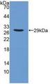 PLA2G6 / IPLA2 Antibody - Western Blot; Sample: Recombinant iPLA2, Human.