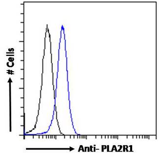 PLA2R / PLA2R1 Antibody - PLA2R / PLA2R1 antibody flow cytometric analysis of paraformaldehyde fixed HEK293 cells (blue line), permeabilized with 0.5% Triton. Primary incubation 1hr (10ug/ml) followed by Alexa Fluor 488 secondary antibody (1ug/ml). IgG control: Unimmunized goat IgG (black line) followed by Alexa Fluor 488 secondary antibody.