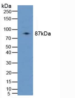 PLAA Antibody - Western Blot; Sample: Human 293T Cells.