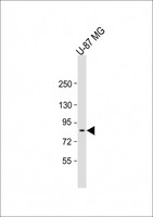 PLAA Antibody - Anti-PLAA Antibody (Center) at 1:2000 dilution + U-87 MG whole cell lysate Lysates/proteins at 20 µg per lane. Secondary Goat Anti-Rabbit IgG, (H+L), Peroxidase conjugated at 1/10000 dilution. Predicted band size: 87 kDa Blocking/Dilution buffer: 5% NFDM/TBST.