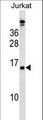 PLAC4 Antibody - PLAC4 Antibody western blot of Jurkat cell line lysates (35 ug/lane). The PLAC4 antibody detected the PLAC4 protein (arrow).