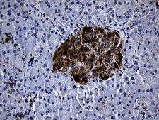 PLAC8 Antibody - Immunohistochemical staining of paraffin-embedded Human pancreas tissue within the normal limits using anti-PLAC8 mouse monoclonal antibody. (Heat-induced epitope retrieval by 1mM EDTA in 10mM Tris buffer. (pH8.5) at 120°C for 3 min. (1:500)