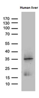 PLAC8 Antibody - Western blot analysis of extracts. (35ug) from human liver tissue lysate by using anti-PLAC8 monoclonal antibody. (1:500)