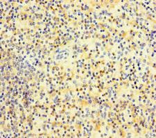 PLAC8 Antibody - Immunohistochemistry of paraffin-embedded human spleen tissue at dilution of 1:100