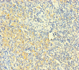 PLAC8 Antibody - Immunohistochemistry of paraffin-embedded human tonsil tissue at dilution of 1:100