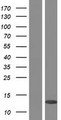 PLAC8 Protein - Western validation with an anti-DDK antibody * L: Control HEK293 lysate R: Over-expression lysate