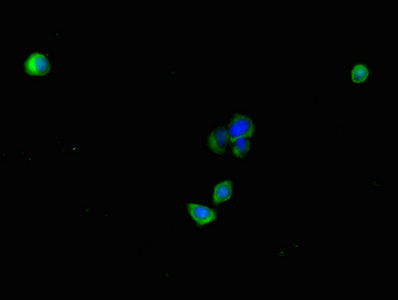 PLAC9 Antibody - Immunofluorescent analysis of HepG2 cells using PLAC9 Antibody at dilution of 1:100 and Alexa Fluor 488-congugated AffiniPure Goat Anti-Rabbit IgG(H+L)
