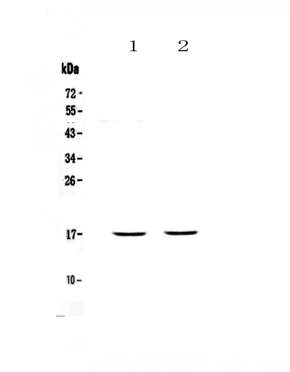 PLAC9 Antibody - Western blot - Anti-PLAC9 Picoband antibody