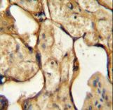 Placental Lactogen Antibody - CSH1 Antibody immunohistochemistry of formalin-fixed and paraffin-embedded human placenta tissue followed by peroxidase-conjugated secondary antibody and DAB staining.
