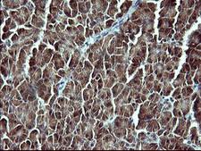Placental Lactogen Antibody - IHC of paraffin-embedded Human pancreas tissue using anti-CSH1 mouse monoclonal antibody. (Heat-induced epitope retrieval by 10mM citric buffer, pH6.0, 120°C for 3min).