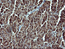 Placental Lactogen Antibody - IHC of paraffin-embedded Human pancreas tissue using anti-CSH1 mouse monoclonal antibody. (Heat-induced epitope retrieval by 10mM citric buffer, pH6.0, 120°C for 3min).