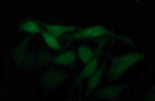 Placental Lactogen Antibody - Immunofluorescent staining of HeLa cells using anti-CSH1 mouse monoclonal antibody.