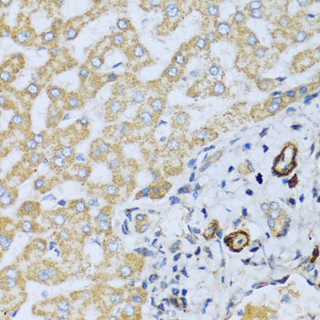 Placental Lactogen Antibody - Immunohistochemistry of paraffin-embedded human liver tissue.
