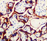 Placental Lactogen Antibody - IHC of hPL on FFPE Placenta tissue. This image was taken for the unmodified form of this product. Other forms have not been tested.