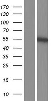 PLAG1 Protein - Western validation with an anti-DDK antibody * L: Control HEK293 lysate R: Over-expression lysate