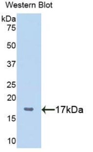 PLAGL1 / ZAC Antibody - Western blot of recombinant PLAGL1 / ZAC.  This image was taken for the unconjugated form of this product. Other forms have not been tested.