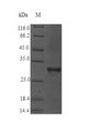 Major pollen allergen Pla l 1 Protein - (Tris-Glycine gel) Discontinuous SDS-PAGE (reduced) with 5% enrichment gel and 15% separation gel.