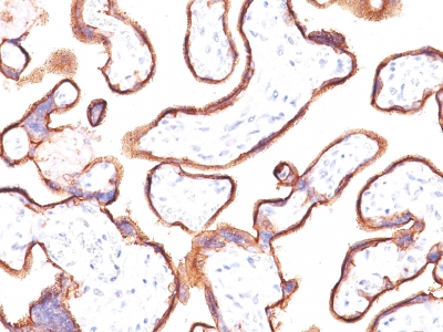 PLAP / Alkaline Phosphatase Antibody - Formalin-fixed, paraffin-embedded human placenta stained with PLAP Mouse Monoclonal Antibody (ALPP/2889R).