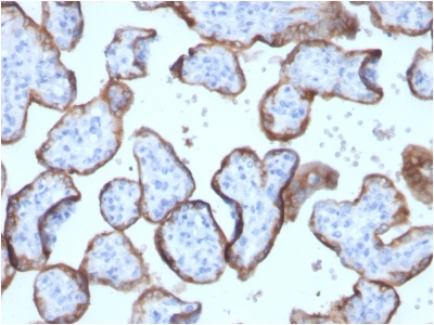 PLAP / Alkaline Phosphatase Antibody - Formalin-fixed, paraffin-embedded human placenta stained with PLAP Rabbit Recombinant Monoclonal Antibody (ALPP/2899R).
