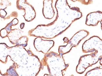 PLAP / Alkaline Phosphatase Antibody - Formalin-fixed, paraffin-embedded human placenta stained with placental Alkaline Phosphatase antibody (ALPP/870).  This image was taken for the unmodified form of this product. Other forms have not been tested.