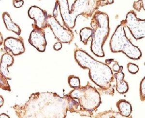 PLAP / Alkaline Phosphatase Antibody - Formalin-fixed, paraffin-embedded human placenta stained with placental Alkaline Phosphatase antibody (GM022).  This image was taken for the unmodified form of this product. Other forms have not been tested.
