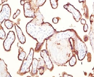 PLAP / Alkaline Phosphatase Antibody - IHC testing of FFPE human placenta and placental Alkaline Phosphatase antibody (clone KSUP-1).