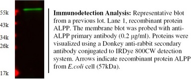 PLAP / Alkaline Phosphatase Antibody - Immunodetection Analysis: Representative blot from a previous lot. Lane 1, recombinant protein ALPP. The membrane blot was probed with antiALPP primary antibody (0.2 µg/ml). Proteins were visualized using a Donkey anti-rabbit secondary antibody conjugated to IRDye 800CW detection system. Arrows indicate recombinant protein ALPP from E.coli cell (57kDa).