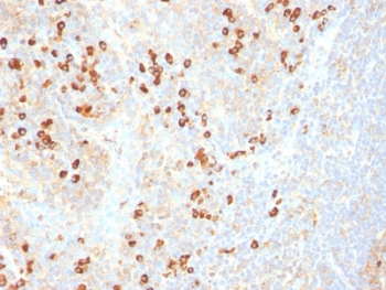 Plasma Cell Antibody - Formalin-fixed, paraffin-embedded human tonsil stained with Plasma cell Marker antibody (SPM310).  This image was taken for the unmodified form of this product. Other forms have not been tested.