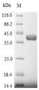 LDHB / Lactate Dehydrogenase B Protein - (Tris-Glycine gel) Discontinuous SDS-PAGE (reduced) with 5% enrichment gel and 15% separation gel.