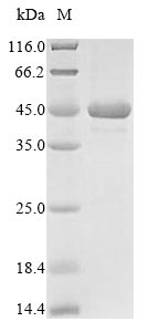 Plasmodium falciparum MSP1 Protein - (Tris-Glycine gel) Discontinuous SDS-PAGE (reduced) with 5% enrichment gel and 15% separation gel.
