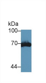 PLAT / TPA Antibody - Western Blot; Sample: Mouse Kidney lysate; Primary Ab: 5µg/ml Rabbit Anti-Mouse tPA Antibody Second Ab: 0.2µg/mL HRP-Linked Caprine Anti-Rabbit IgG Polyclonal Antibody