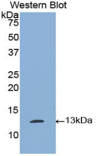 PLAT / TPA Antibody - Western blot of recombinant PLAT / TPA.  This image was taken for the unconjugated form of this product. Other forms have not been tested.
