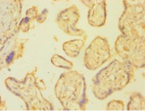 PLAT / TPA Antibody - Immunohistochemistry of paraffin-embedded human placenta tissue using antibody at 1:100 dilution.  This image was taken for the unconjugated form of this product. Other forms have not been tested.
