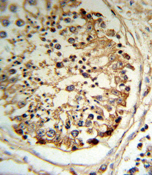 PLAT / TPA Antibody - TPA Antibody (RB18787) IHC of formalin-fixed and paraffin-embedded human testis tissue followed by peroxidase-conjugated secondary antibody and DAB staining.