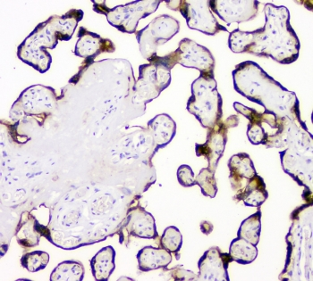 PLAT / TPA Antibody - IHC staining of FFPE human placental tissue with tPA antibody at 1ug/ml. HIER: boil tissue sections in pH6, 10mM citrate buffer, for 10-20 min and allow to cool before testing.