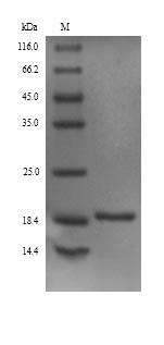 PLA1 Protein - (Tris-Glycine gel) Discontinuous SDS-PAGE (reduced) with 5% enrichment gel and 15% separation gel.