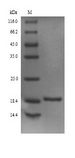 PLA1 Protein - (Tris-Glycine gel) Discontinuous SDS-PAGE (reduced) with 5% enrichment gel and 15% separation gel.